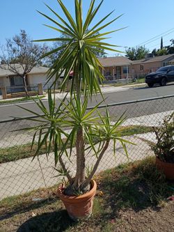 Yucca tree plant