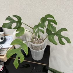 Rhaphidophora Tetrasperma THAI CONSTELLATION MINI MONSTERA VARIEGATED 