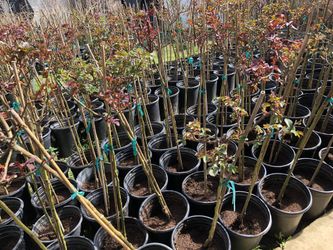 Patio rose trees 3 feet fruit trees shade trees grape vines aloe canary palms