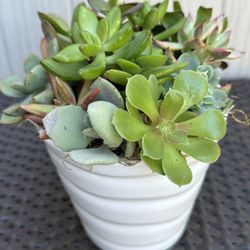 Succulent Arrangement 
