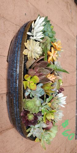 Succulent flower pots