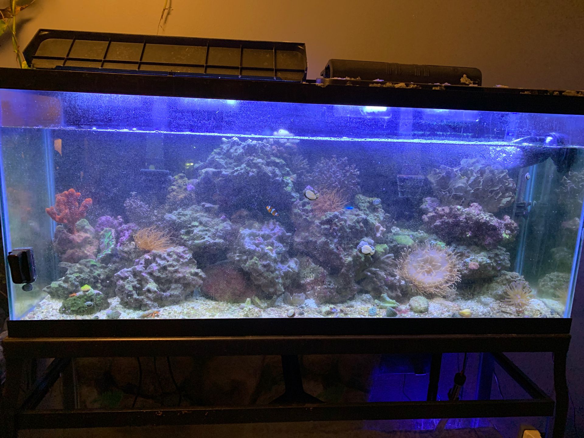 Fish tank with everything in it for sale