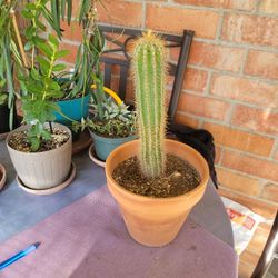 Golden Torch Cactus, Vatricania Guentheri Cactus