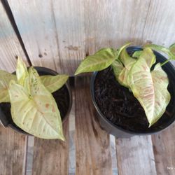 Syngonium 🥳 Confetti 