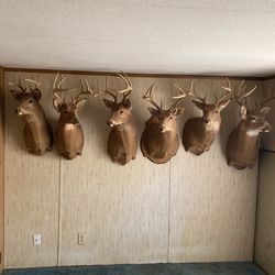 DEER HEADS MOUNTED (BUCKS)