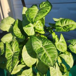 House Plant Syngonium 