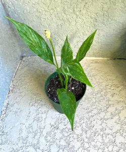 Variegated  Peace Lily Plant  