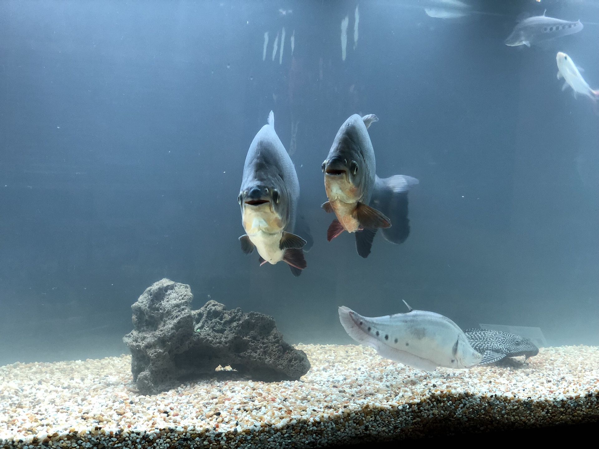 Big ass fish! Red belly pacu