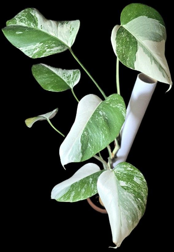 Variegated Monstera Albo Deliciosa