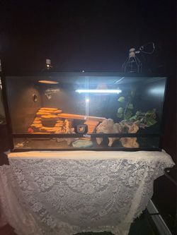 Reptile Enclosure
