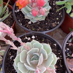 Succulent Plants For $4 Each 