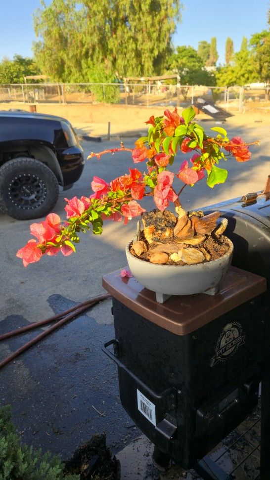 Bonsai Tree 2years Ol