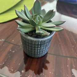 Artificial Plants