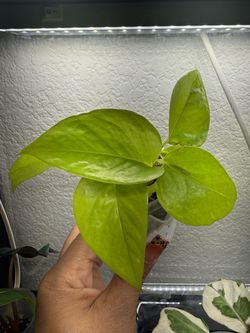 Neon Pothos Indoor Plant $7
