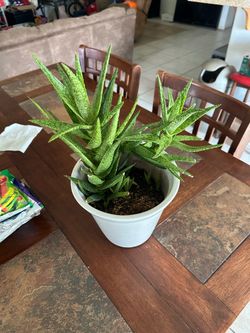 Plant 🪴