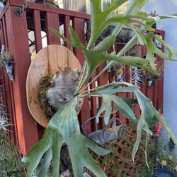 Dramatic Long Frond Staghorn Fern
