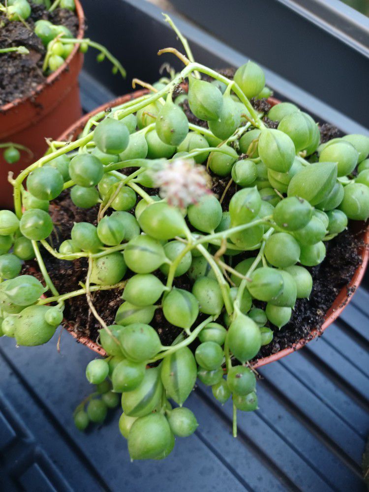 String Of Pearls And Watermelon  PLANTS 