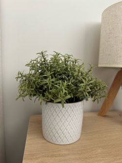 Plant Decor