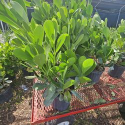 Clusias  Only $10 Instant Privacy Hedge For Fence 