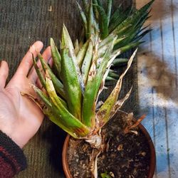 Giant Gasteria 'Flow'