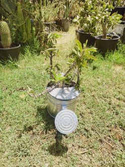 Crown of Crystal succulent plant