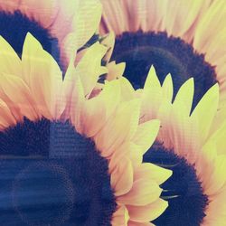 Sunflower Canvas Artwork 
