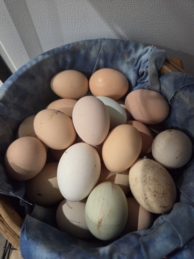 Farm Fresh Eggs $5