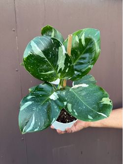 6” philodendron white wizard
