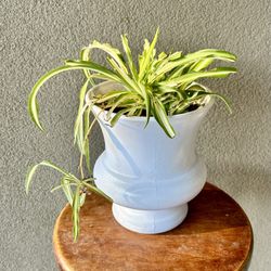 Spider Plant In Pot