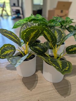 Plants indoor dupes