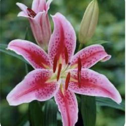 Stargazer Lily Plants, Will Bloom Soon! Limited Supply