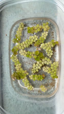 Salvinia minima, water spangles for trade or $5
