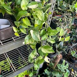 Snow Queen Pothos House Plant