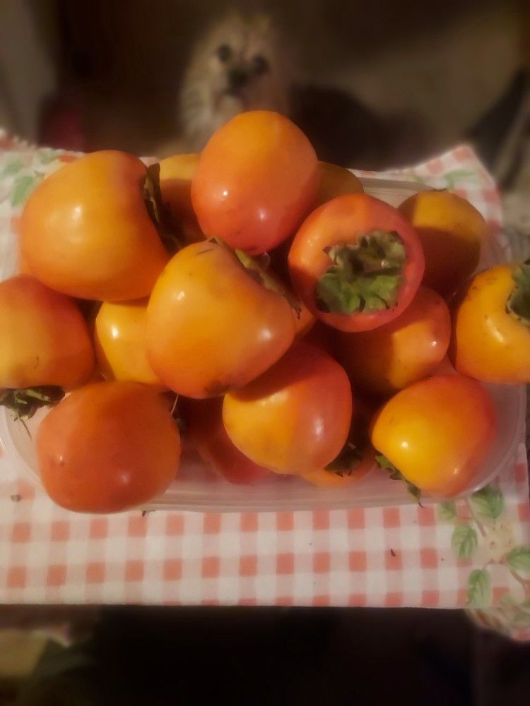 LARGE Baking Hachiya Persimmons 6 For $2.00