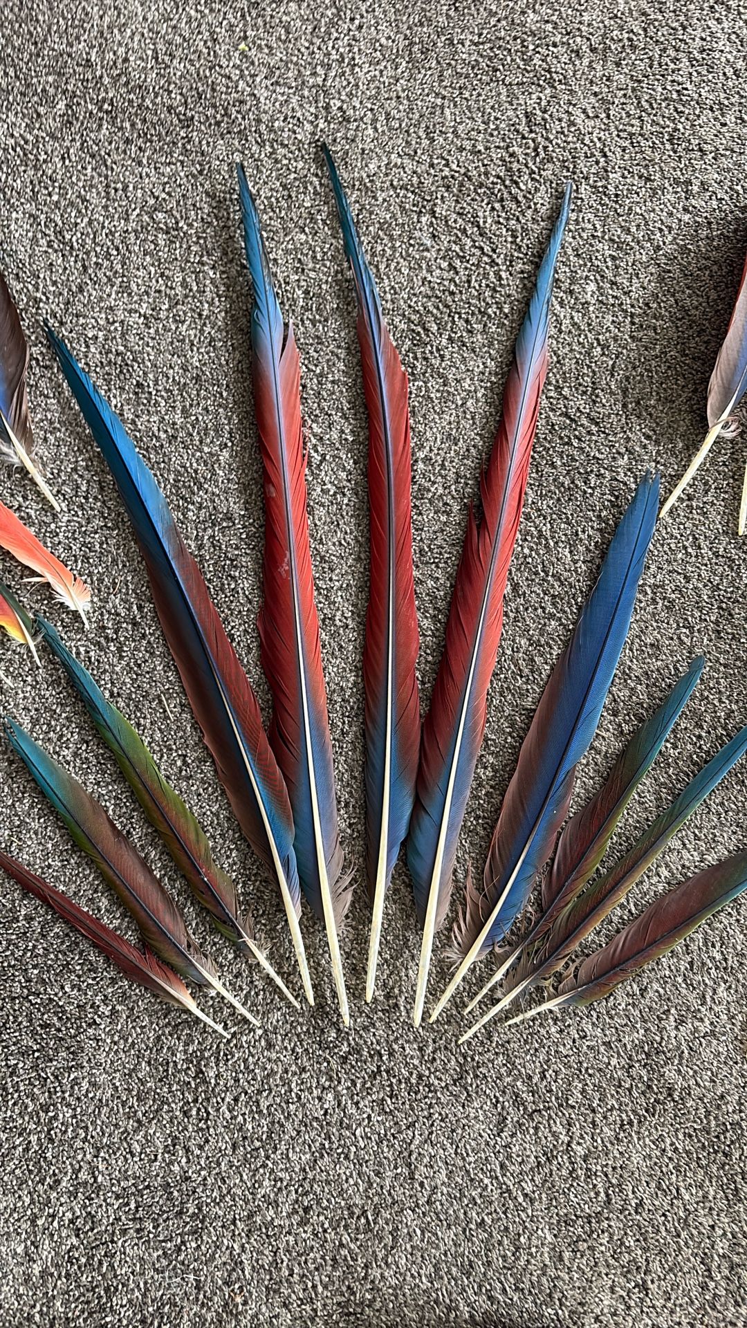 Green Winged Macaw Feathers 36 Pc