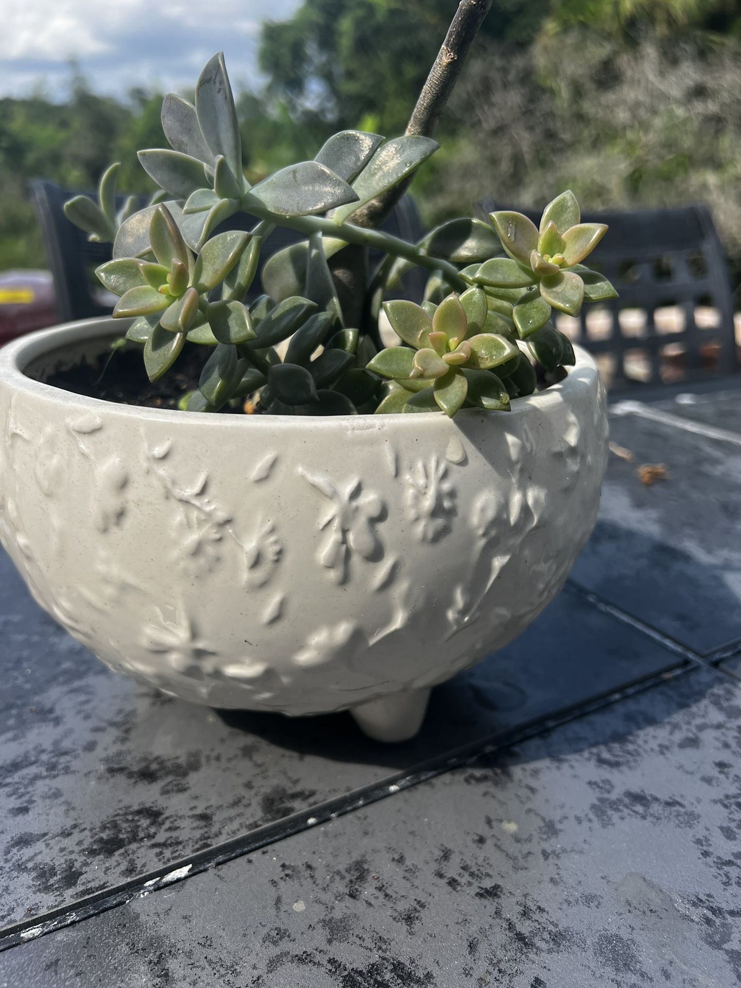 Jade Plant In Ceramic Pot