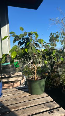 Ficus Benjamina ‘Midnight’