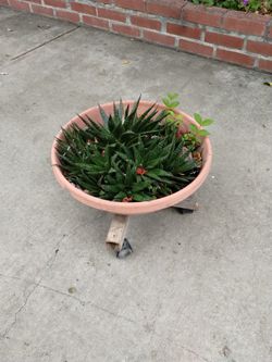 Cactus 🌵 flat Pot