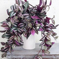Deep Purple Tradescantia Zebrina Plant/ House Plant/ Indoor Plant Flower Patio Garden