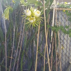 Adult Dragon Fruit In 5 Gal. Pot