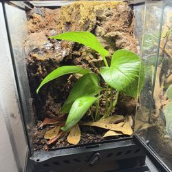 Planted Waterfall Enclosure Exo Terra