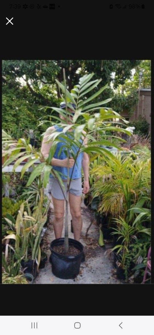 Carpentaria Palm Landscape Plant Potted Plant