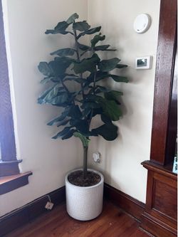 Fiddle Leaf Tree (artificial)