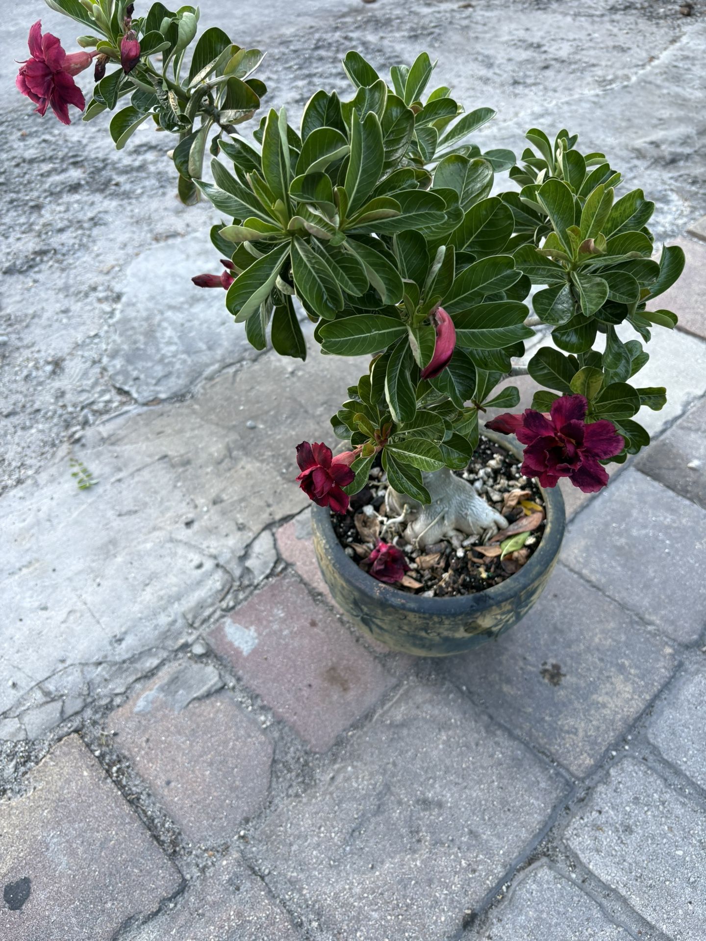 Desert Rose $110 Each