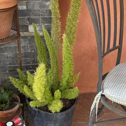 Plant