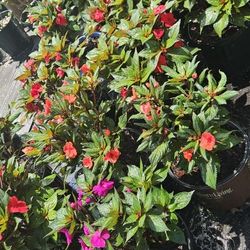 Impatients New Guinea Impatients 3 Gal