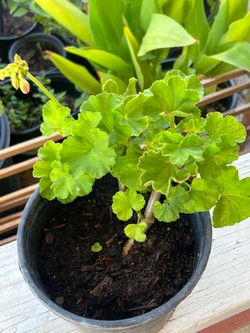 Bright pink geranium