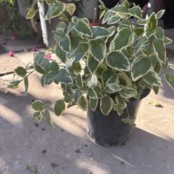 Vinca Rastrera Variegada