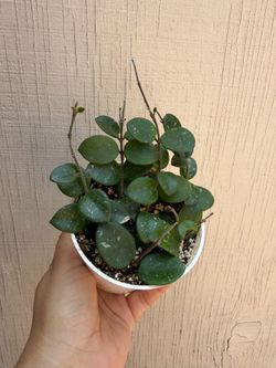 4” Hoya Mathilde