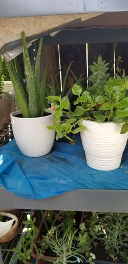 Plants
